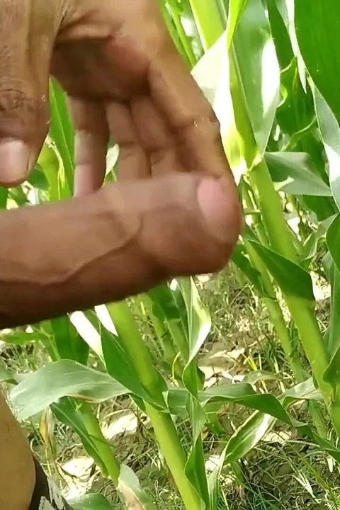 Sex Is Life