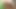 4'8'' 142cm 9 aylık hamile Asyalı milf (orta yaşlı kadin) bebek yağıyla ovuşturuluyor - alttan ve önden çift kamera görüntüsü
