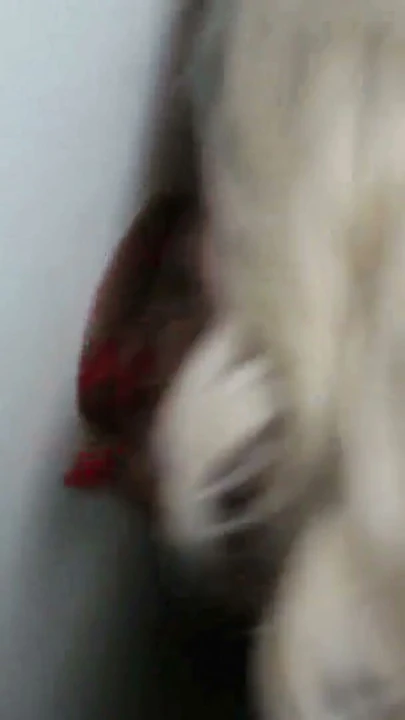 Harper Cox Eski AMISH BİMBO Büyük Memeli Penis Emici ve Vahşi Sikici Glory Hole'da! | Bölüm 2