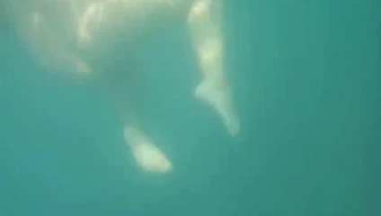 Sarah çıplak dalış 3