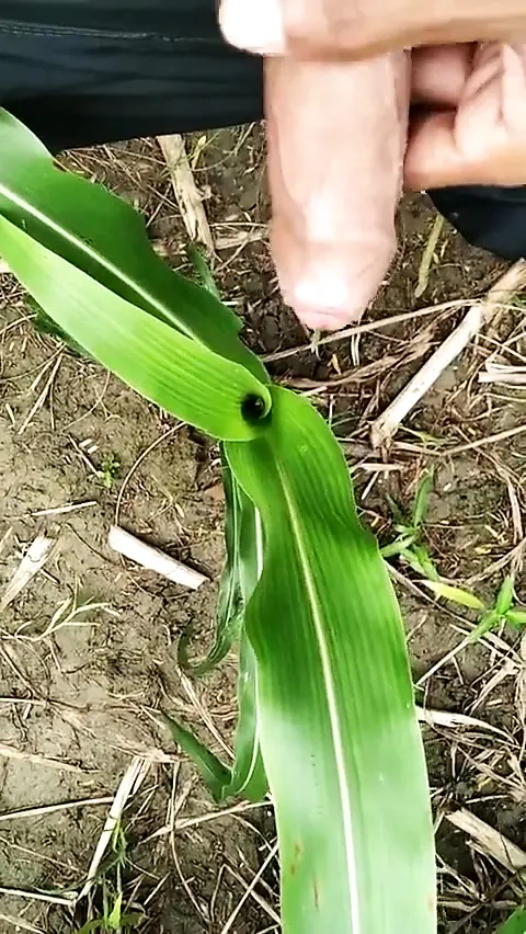 Açık havada çimlere işiyor