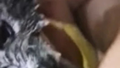 Büyük sakallı babanın siyah horozu lana cd tarafından emilir.