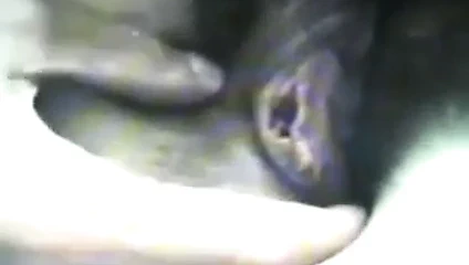 02)zhangjiajing hemşireler tayvanlı hemşireler tayvan