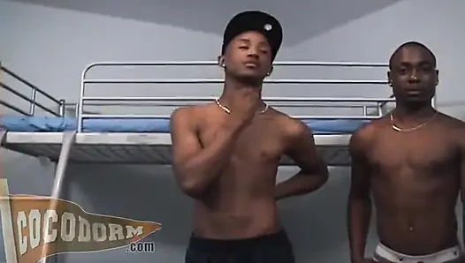 Ejderha + Markell + Shabazz + Zodiac