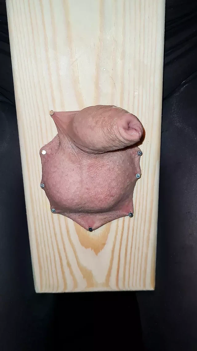 Yarak ve taşak işkencesi