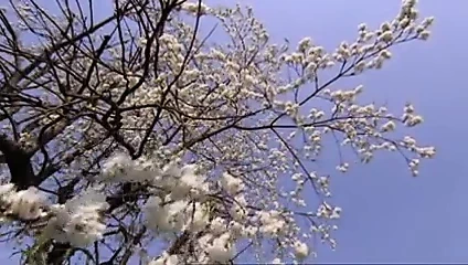 Madchen ohne manner (1980)