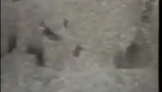 Daha Fazla Horoz Arzusu