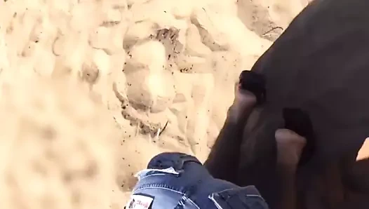 il leche une chatte a la plage