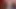Pakistanlı Hint bengalcesi tiktok