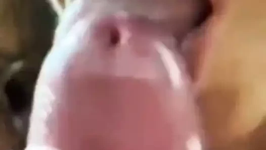 Ateşli ve ateşli sperm