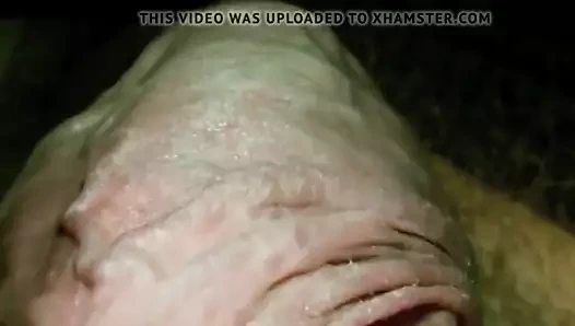 horoz ve topları yakın çekim