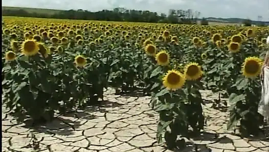 Muhteşem sarışınlar mısır tarlasında oynuyor