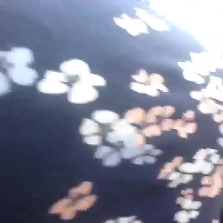 Arabamın koltuğuna işiyor!-pip sul sedile