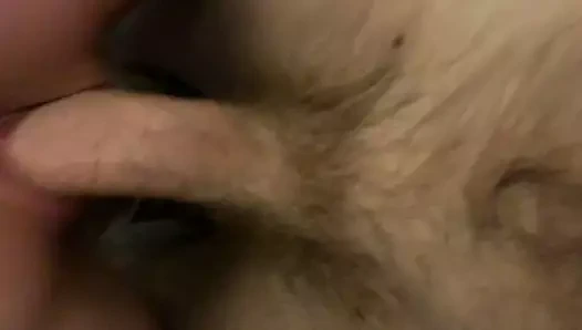 Kremsi sıkı kedi üzerinde büyük horoz