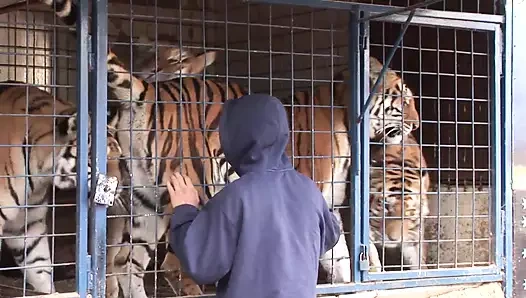 Seksi sirk erkekleri gösteriden önce götten sikişiyor