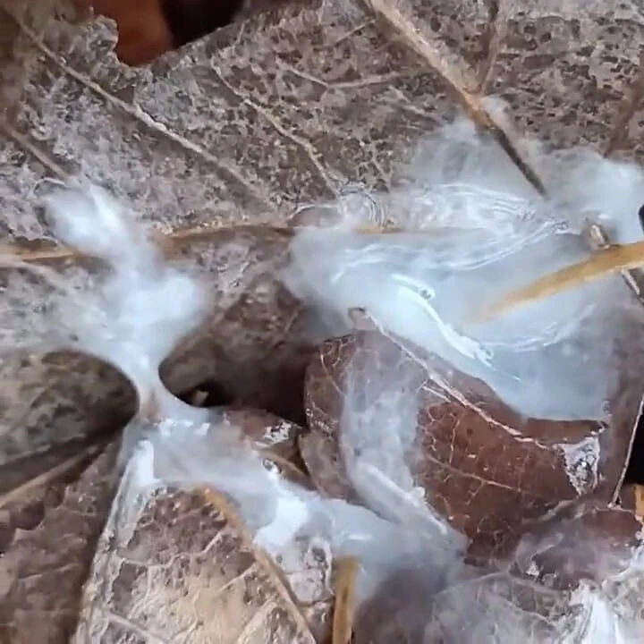 Parkta boşalma ve yerde döl gösterme yakın çekim