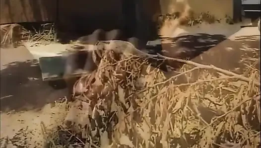 Edepsiz ve ahlaksız aşıklar