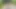Köle tih - sadece yürüyüş