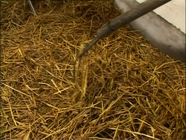 Büyük ve sulu götler (tam porno film)