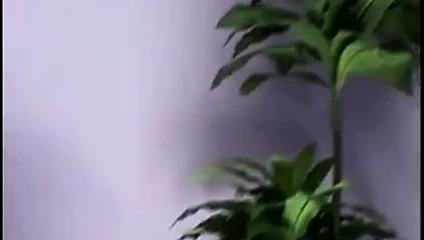 Delfynn delage çift anal tekrar