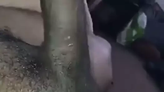 Büyük siyah horoz Başlarken sarsıldı kapalı