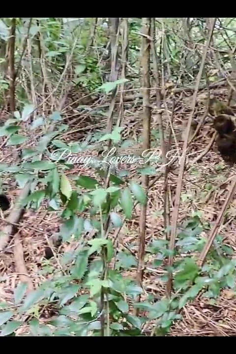 Pinay üvey kız kardeş ormanda üvey erkek kardeşinin penisini sikiyor