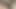 Kıllı ıslak siyah kedi beyaz horoz için hazır