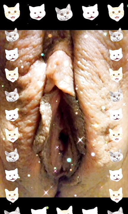 Kedi ekran koruyucu
