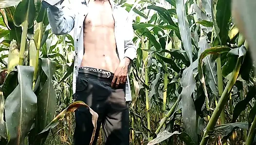 Hintli büyük yarak mısır tarlasında gösteriliyor