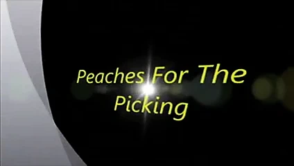 Toplama önizlemesi için olgunlaşmış şeftaliler