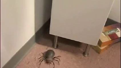 Misty mundae - ısır beni