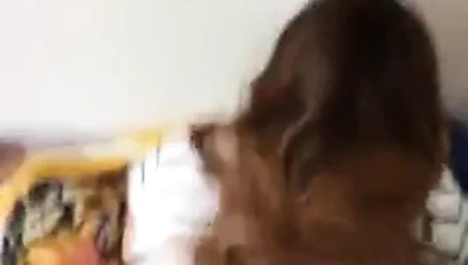 Bbw İspanyolca kedi