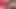 Kırmızı bir yatakta asılı ve busty latina viv siyah iç çamaşırı ve çorap giyen ve külot kadar sonra inme için soyunma