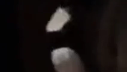 6.mp4