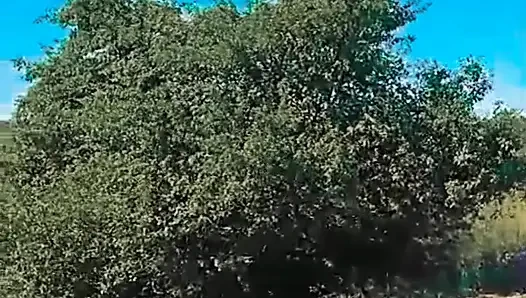 WillyAlexandruPetre videosu