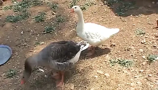 Ülkede vakit geçirmek için sikişmekten daha iyi bir şey yok!