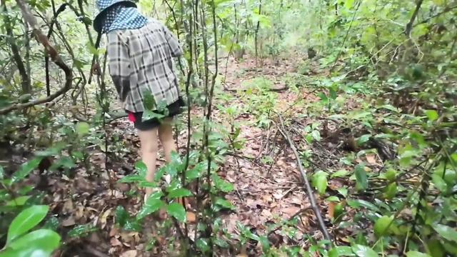 Thai girls walking and talking and picking mushrooms in the forest, secretly showing in the deep forest Clear Thai voice