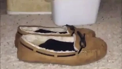 Kız kardeşimin mokasenlerinde değil koklama ve cumming