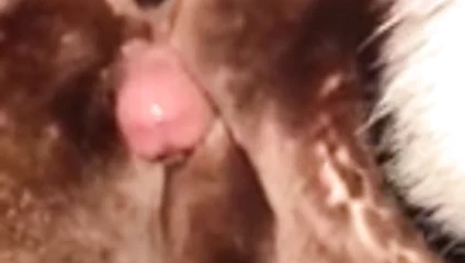 yumuşak kürk vuruş