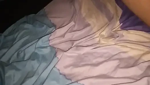 Dominikli büyük singando