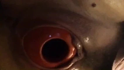 My Slave Stretching Her Pussy by Birthing an XL Kong