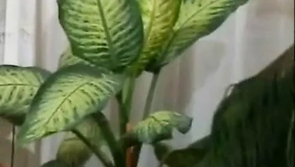 kıllı alman grennie r20