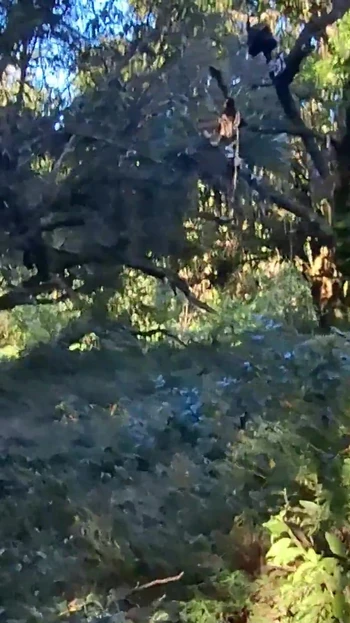 Мощный момент из "Я встретил незнакомца, когда я был голышом в лесу".