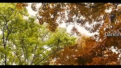 Lezbiyen karanlık aşk hikayesi video