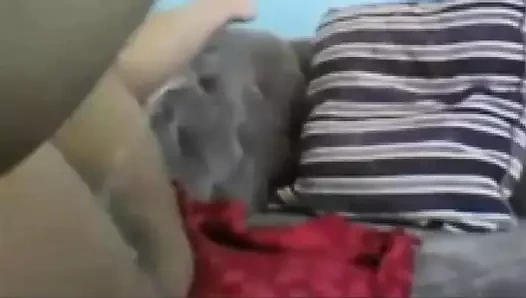 Chunky civciv fışkırtma