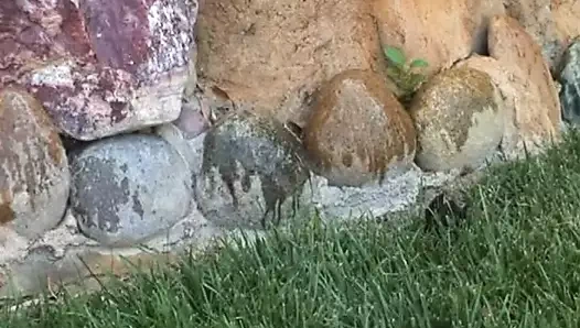 ABD'de eski porno dersi!!! - bölüm 02