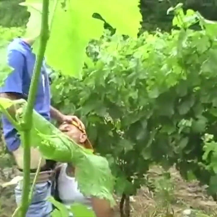 Eşcinsel bağlarda heteroseksüel Arap tarafından sikiliyor