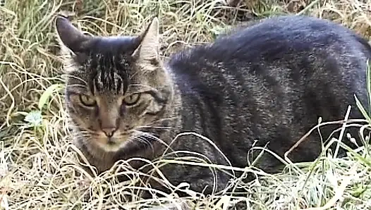 Sexy French assfucked in a hot farm threesome