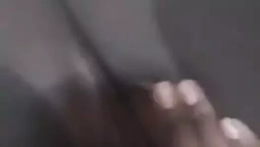 Sıkı kedi haitian kedi