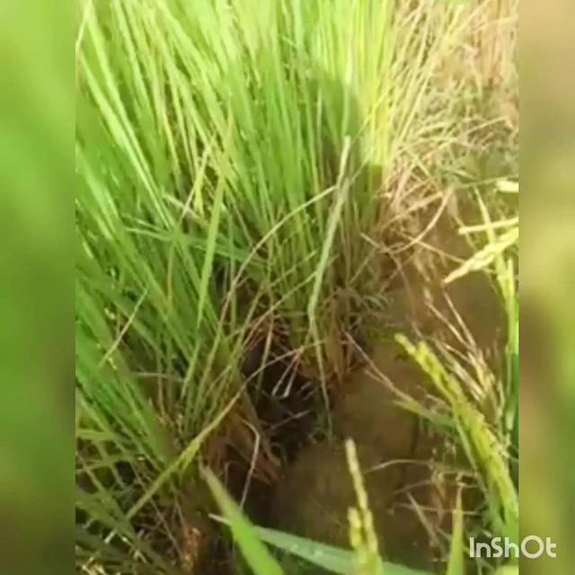 Yeşil bahçe tam seks videosu hasinabegum1234